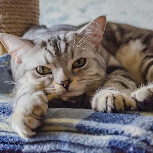 Мой Кот