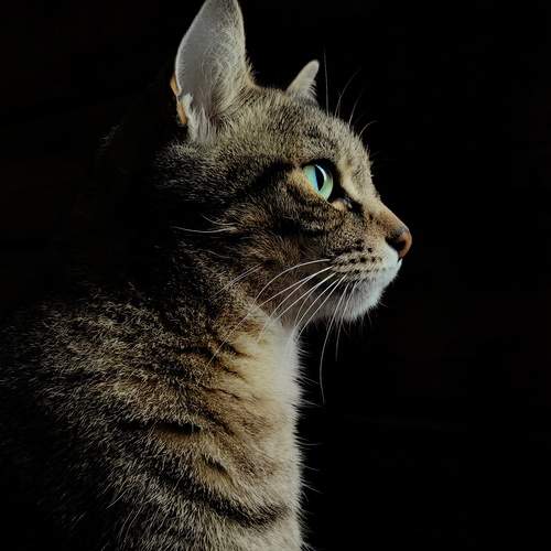 Photo #12160594