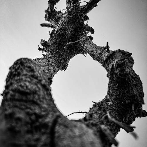 ALL THAT REMAINS