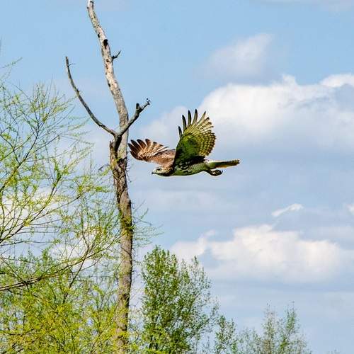 Red Tailed Hawk in flight