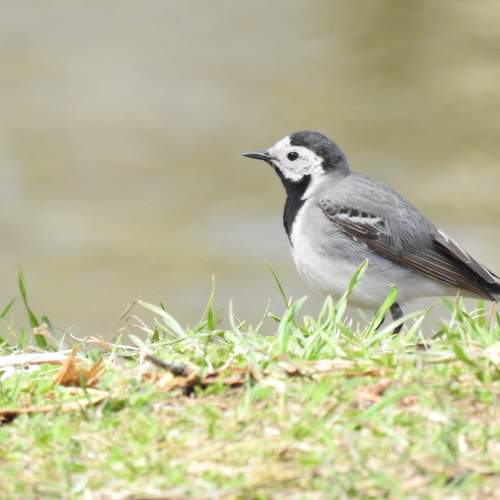 Photo #12165964