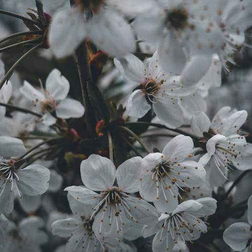 Photo #12166005