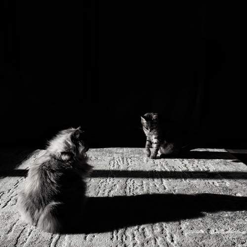 Photo #12166161
