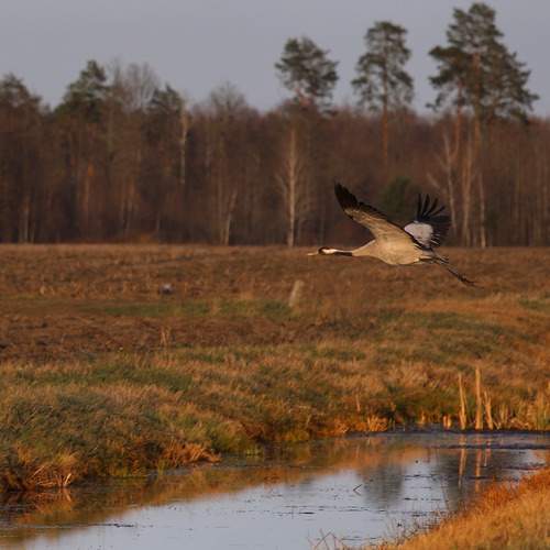 Photo #12167145
