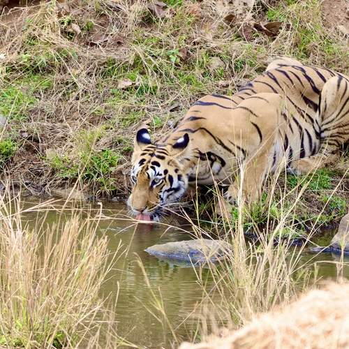 Chandani Female from Tadoba National Park india.