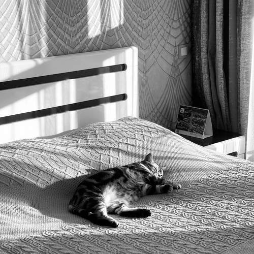 Photo #12168901