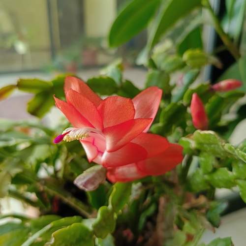 Зигокактус (лат.Schlumbergera)