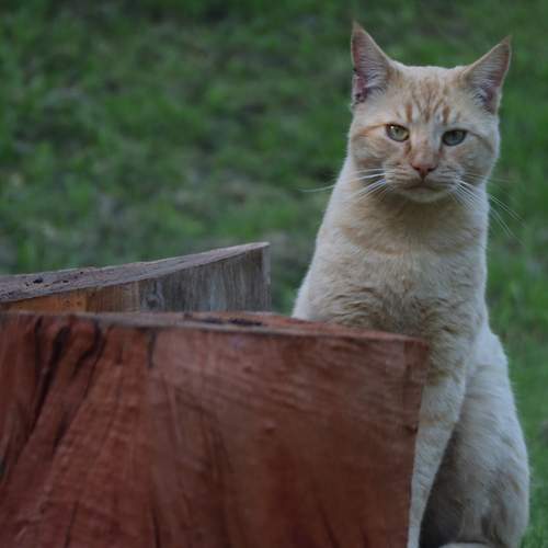 Photo #12171945