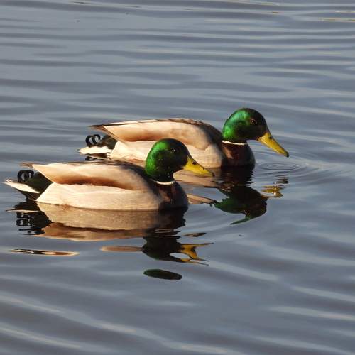 Photo #12173178