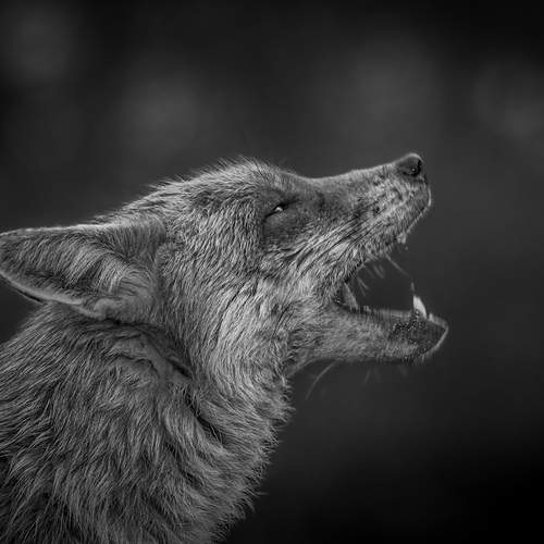 Primal Call