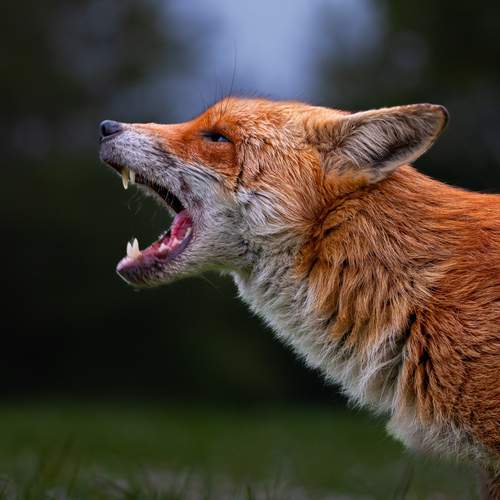 Echo of the Wild