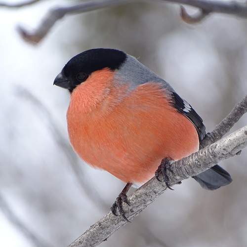 Photo #12174067