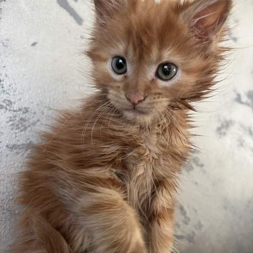 Photo #12176276