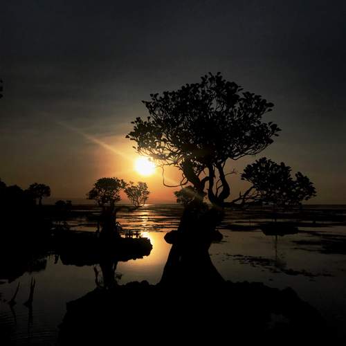 Dancing Tree