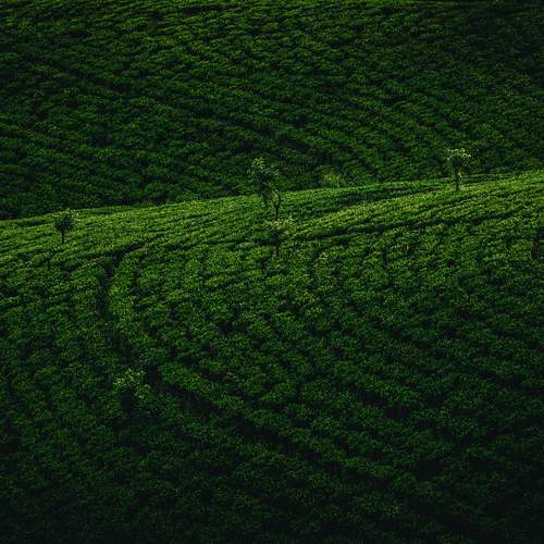Green slopes of Ceylon