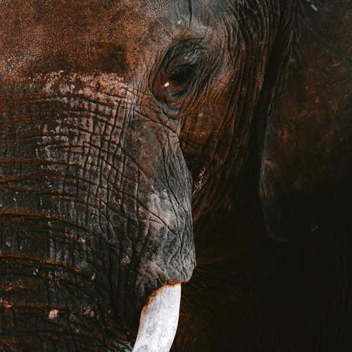 Photo #12185775