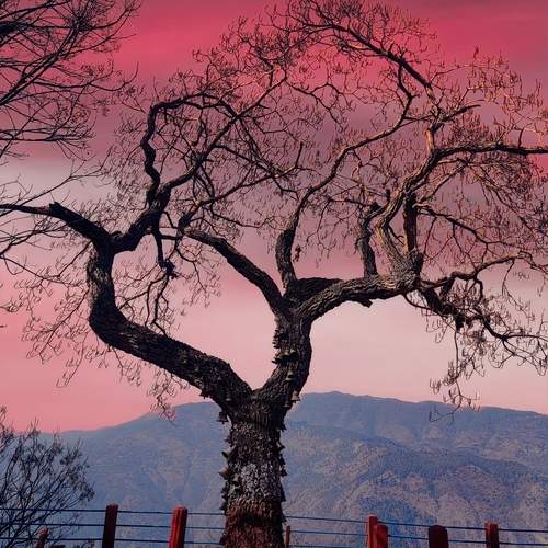 Photo #12186090