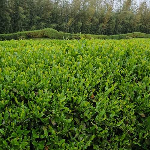 Photo #12189446