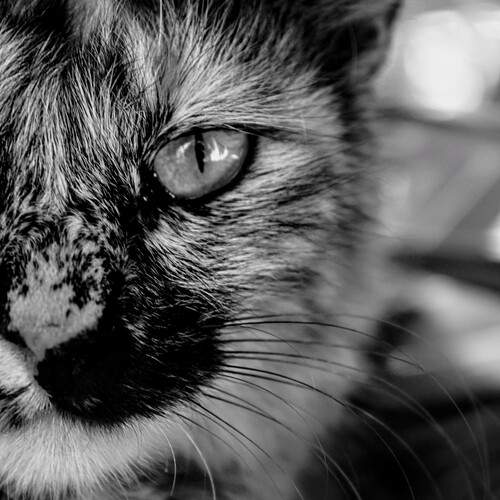 Majestic