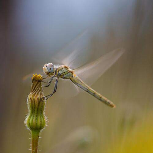 dragonfly warming up engines