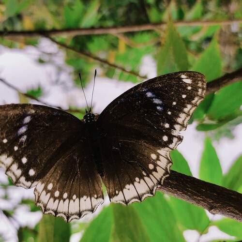 Photo #12194431