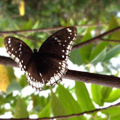 Photo #12194438