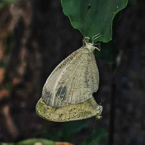 The Beauty of Love in Butterflies