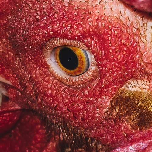 Photo #12197542