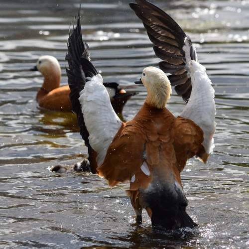 Photo #12202145
