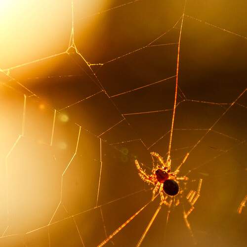 Photo #12203665