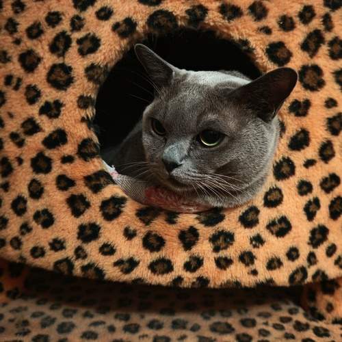 Photo #12203840