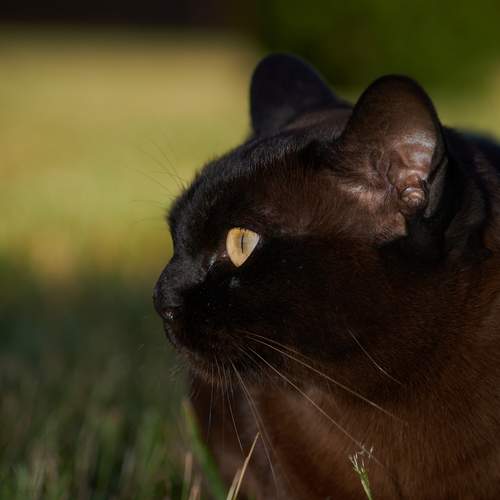 Photo #12204170