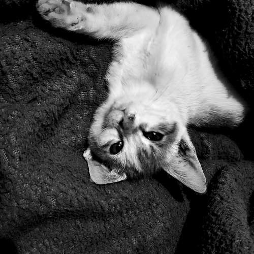 Monochrome Mischief: The Upside-Down Royalty