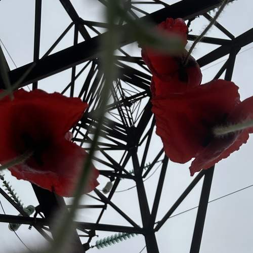 Photo #12204690