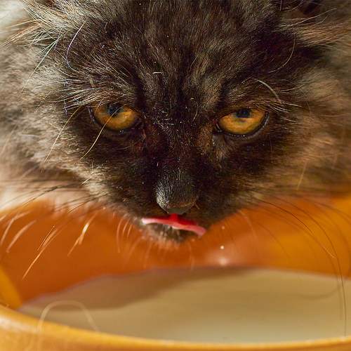 Photo #12205204