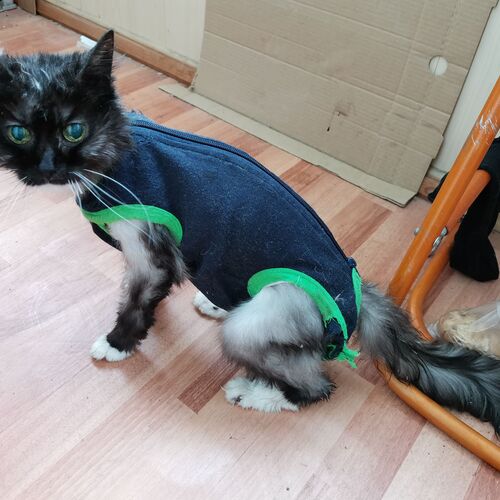 Photo #12205451