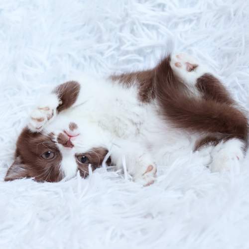 Photo #12205491