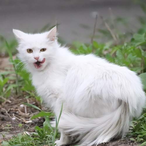 Photo #12205598