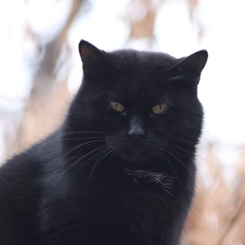 Photo #12205608