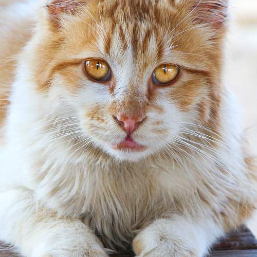 Photo #12206161