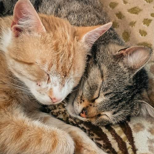 Photo #12206216