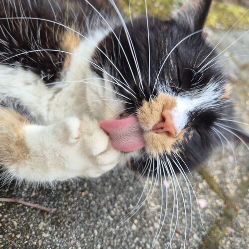 Photo #12206255