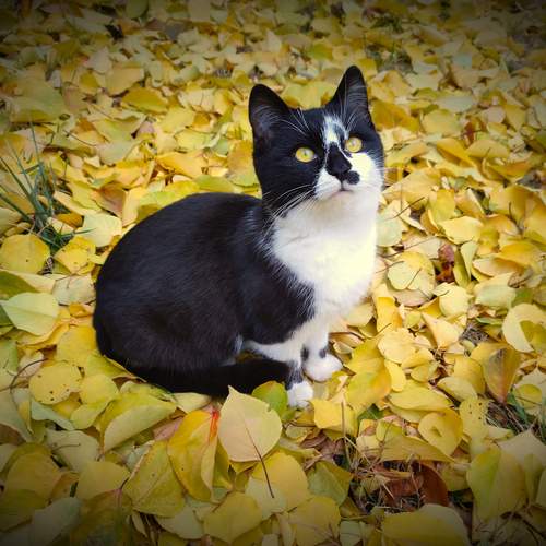 Photo #12206311