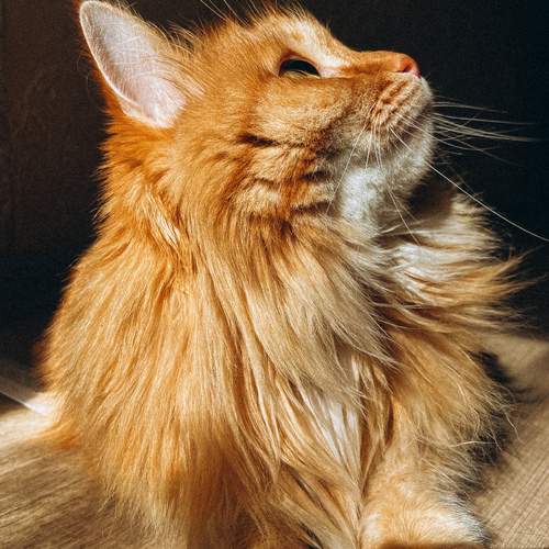 Photo #12206323