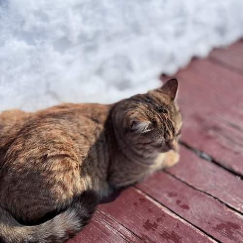 Photo #12206532