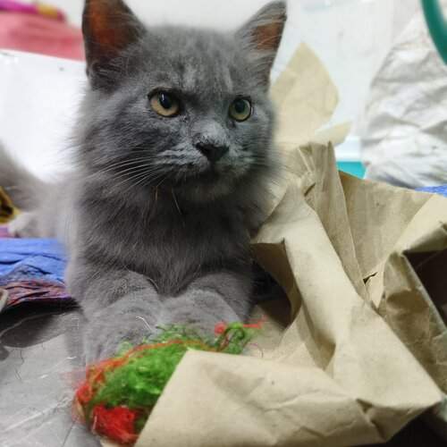 Photo #12206588