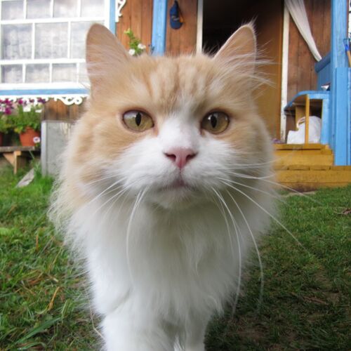 Photo #12206602