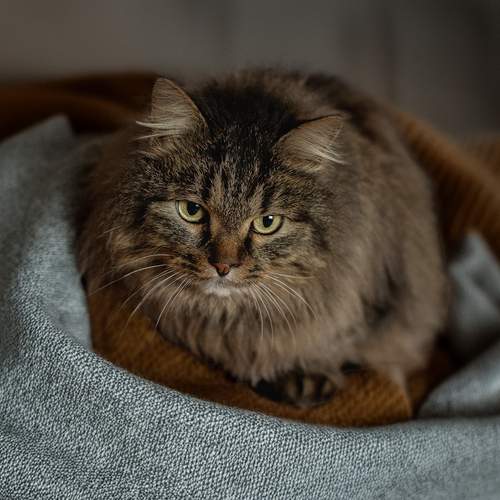 Photo #12206708
