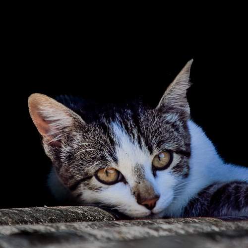 Photo #12207097