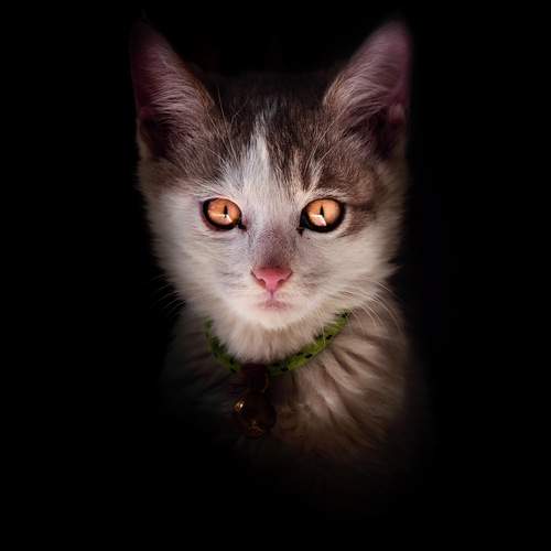 Photo #12207104